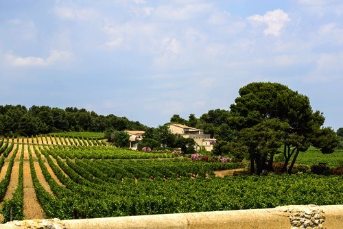 vignobles-caves- languedoc roussillon